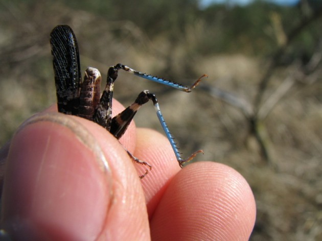 <p>Identify the insect and order by its legs</p>