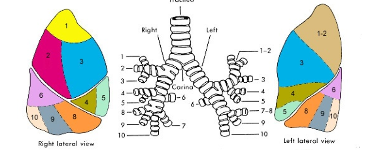 <p>Left lung, #3 Anterior segment — postural drainage position</p>
