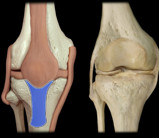 <p>anterior</p>