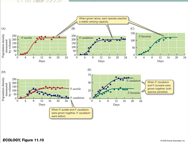 <p>Proposed by Gause in 1934.</p><p>It states that two species or populations cannot inhabit the same niche because one will consistently out-compete the other. <span>Dominant competitor will drive weaker competitor to extinction</span></p><p><span>Coexistence requires different niches</span></p><p>When the two individuals that feed on the same thing in different ways are bred together, one of them is driven to extinction. (Being driven to extinction is an important part of competitive exclusion)</p><p></p>