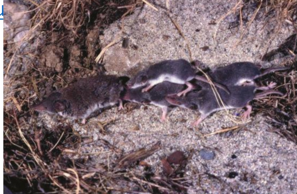 <p><span style="color: blue;">What Family does the “True Shrews” belong to?</span></p>