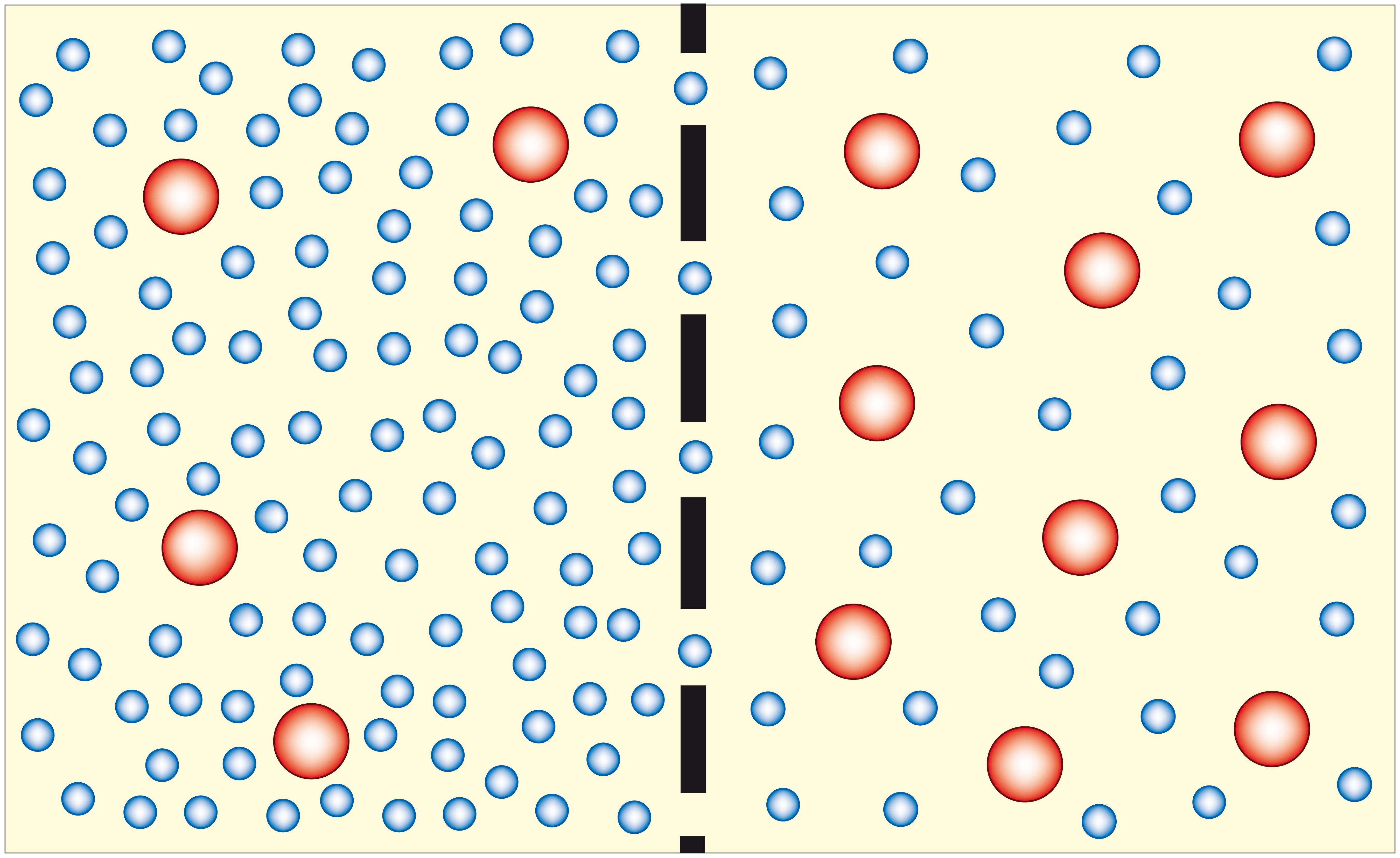<p>Passive diffusion of water across cell membrane </p>