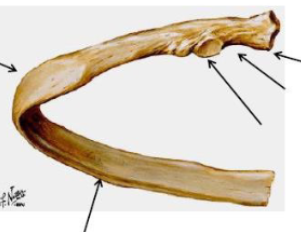 <ul><li><p>head 2 articulations </p></li><li><p>neck </p></li><li><p>tubercle </p></li><li><p>curve </p></li><li><p>costal groove </p></li></ul><p></p>