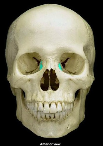 <p>What part of the skull is this?</p>