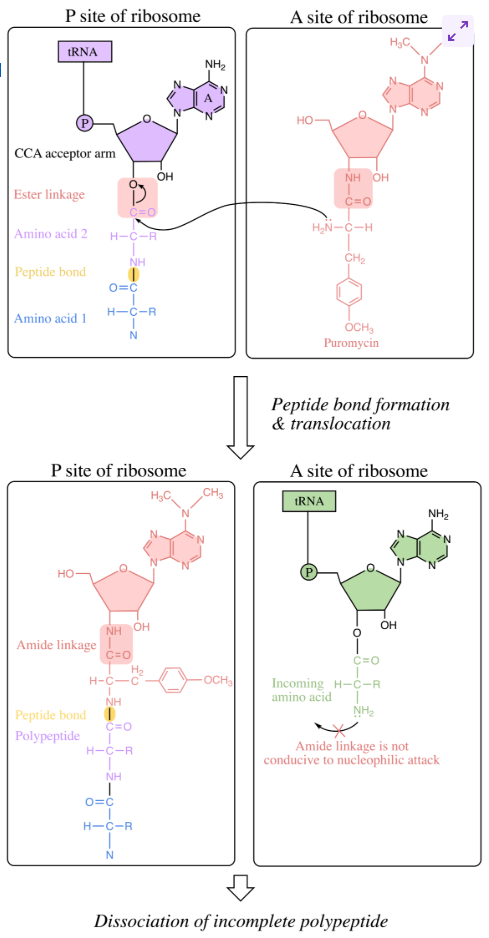 <p>closely resembles A of tRNA acceptor arm (CCA), attached to an amino acid. <strong>features amide linkage instead of ester linkage</strong></p><p>allows puromycin to fit into A site of ribosome as though it were a charged tRNA to be incorporated into pp chain</p><p>its N atom attacks C-terminal end of growing pp chain - forming normal peptide bond - pp chain is transferred to puromycin</p><p>incoming aa is unable to attack during the next round of translation elongation due to amide linkage</p><p>puromycin binds weakly to ribosome, leading to dissociation and halting of translation</p><p>affects both eukaryotes and prokaryotes</p>