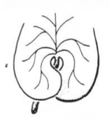 <p>Leaf base/shape</p>