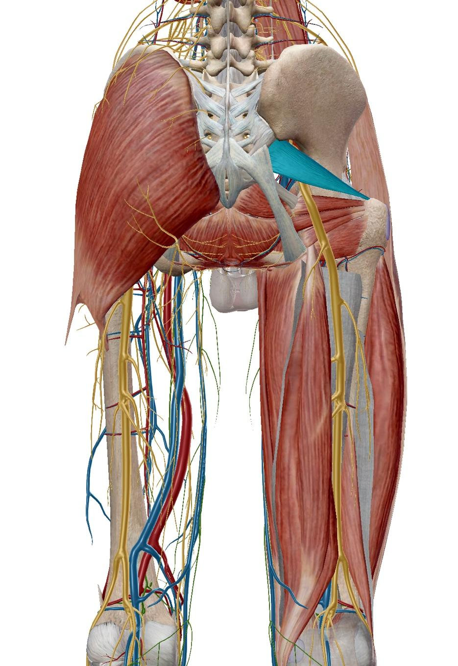 <p>What muscle is this?</p>