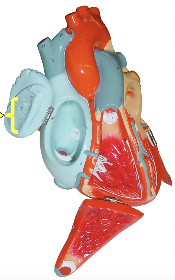 <p>what part of the heart muscle is shown?</p>