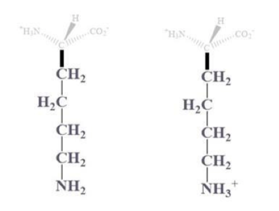 <ul><li><p>lys, K</p></li></ul><p></p><ul><li><p>CH2 - CH2 - CH2 - CH2 - NH2 or NH3+ side chain </p></li></ul><p></p><ul><li><p>(+) charged at pH 7, basic and polar </p></li></ul><p></p>