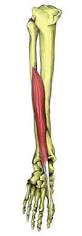 <p>anterior, bottom of tibia to top of big toe, extends big toe</p>