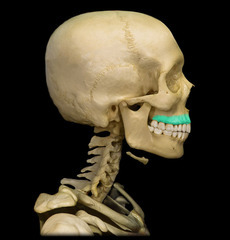 <p>inferior margin of maxilla containing sockets for teeth</p>