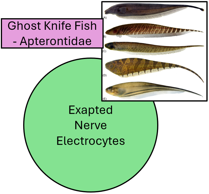 <ul><li><p>This group of fish had electric organ is derived from modified spinal nerves</p></li><li><p>Ghost Knife Fish → Apterontidae</p></li></ul><p></p>