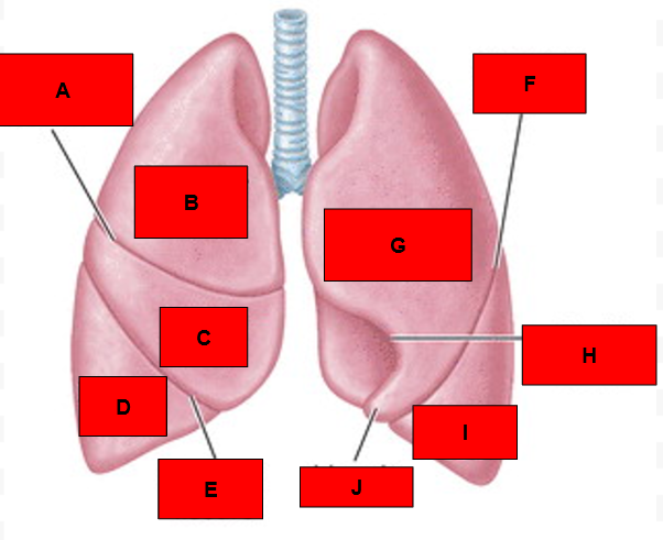 <p>What is indicated by J?</p>