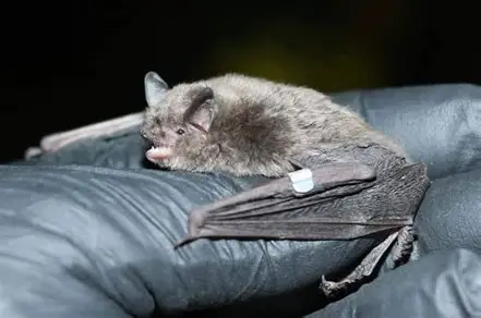 <p>Indiana Bat</p>
