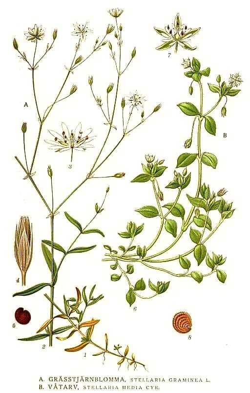 <p>Navadna zvezdica-Stellaria media</p>