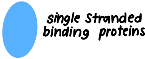 <p>What is the function of single-strand binding proteins? </p>