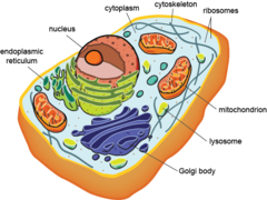 <p>cells with nucleus and membrane bound organelles</p>