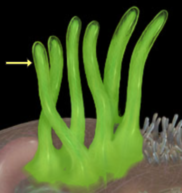 <p>Gen cell</p>