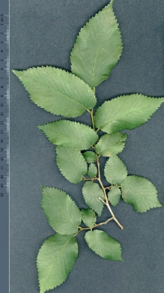 term image