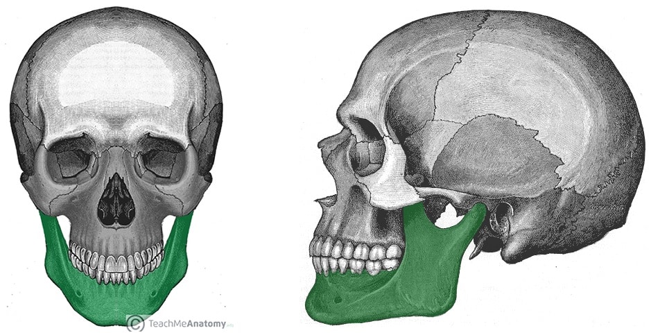 <p>The lower jaw bone. ๐ VISUAL LOCATION: ๐ The very bottom of the face; the jawline.</p><img src="https://upload.wikimedia.org/wikipedia/commons/thumb/4/49/Mandible.svg/1200px-Mandible.svg.png" data-width="50%" data-align="center" alt="Mandible Location" style="display: block; width: 50%; margin-left: auto; margin-right: auto;"><p></p>