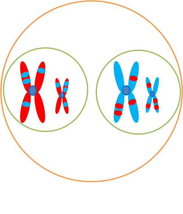 <ul><li><p>Homologous chromosomes reach opposite poles</p></li><li><p>Nuclear envelope and nucleolus reform</p></li><li><p>Chromosomes decondense</p></li><li><p>Cytokinesis (after)</p></li><li><p>Cells are now haploid with one of each type per cell </p></li></ul><p></p>