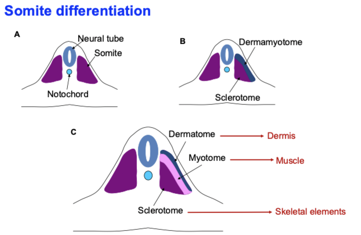 <p>Somitogenesis is the sequential segmentation of paraxial mesoderm into somites along the anterior-posterior axis, providing the template for vertebrae, ribs, skeletal muscle, and dermis. </p><ol><li><p>Formation of paraxial mesoderm from primitive streak:</p></li></ol><ul><li><p>Gastrulation produces paraxial mesoderm on either side of the notochord and neural tube. </p></li><li><p>This unsegmented tissue is called presomitic mesoderm. </p></li></ul><ol start="2"><li><p>Establishment of anterior-posterior pattern and gradients. </p></li><li><p>Cells undergo mesenchymal → epithelial transition (MET) and pinch off as a new somite. </p></li><li><p>Somite splits into compartments - signals from nearby tissues tell each somite what to become:</p></li></ol><ul><li><p>Sclerotome → vertebrae and ribs. </p></li><li><p>Myotome → skeletal muscle. </p></li><li><p>Dermatome → dermis of the back. </p></li></ul><p></p>