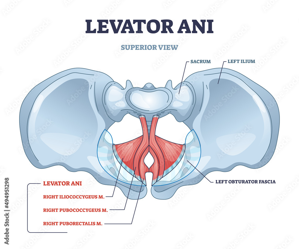 <p>levator ani</p>