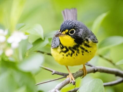 <p>Canada Warbler</p>