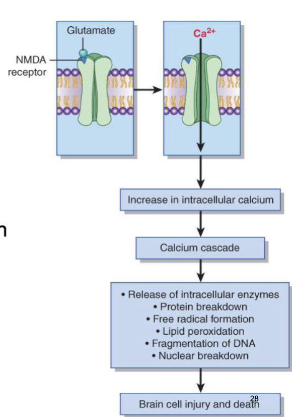 <ul><li><p>glutamate is principal excitatory NT in brain</p></li><li><p>prolonged ischemia results in glutamate transporters become immobilized and ineffective, extracellular glutamate accumulates</p></li></ul><p></p>
