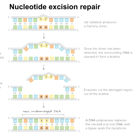 <p>What is the Nucleotide excision repair DNA repair mechanism?</p>