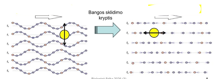 <p>Kokios čia bangos?</p>