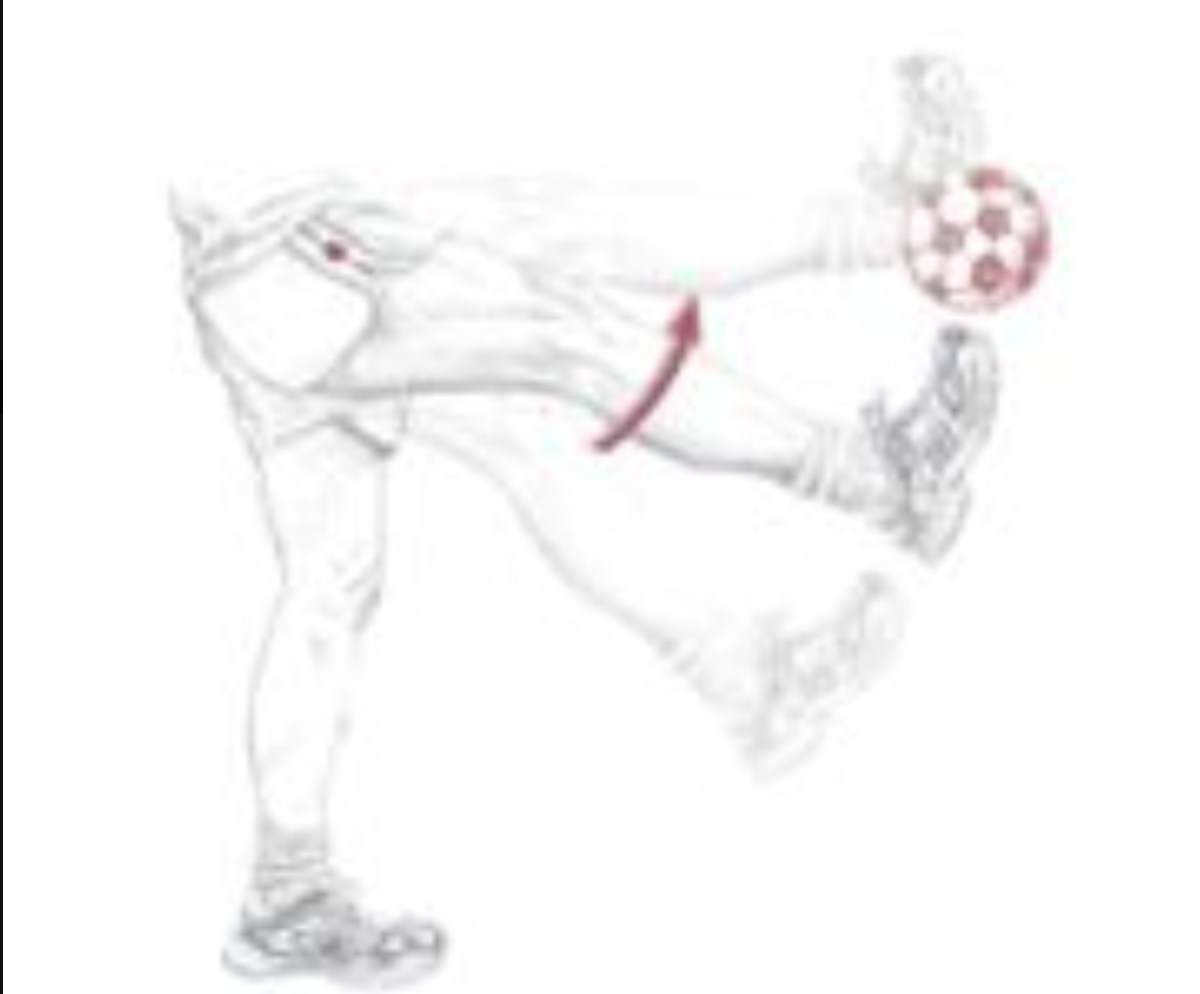 <p><span>Which of the following are the synergists of the motion depicted below? The dot indicates the joint of interest. Select all that apply.</span></p>