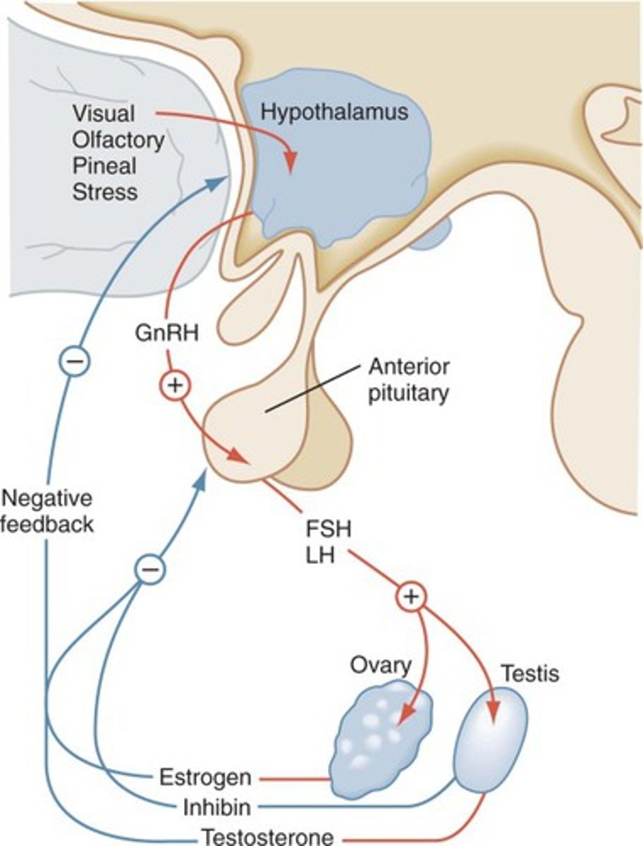 <p>1. The hypothalamus secretes GnRH</p><p>2. GnRH stimulates the anterior pituitary</p><p>3. The pituitary secretes LH and FSH</p><p>4. LH stimulates LEYDIG CELLS = Testosterone</p><p>5. FSH stimulates Sertoli cells = ABG and inhibin</p><p>6. Testosterone and inhibin inhibit GnRH, LH and FSH = NEGATIVE FEEDBACK</p>