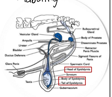 <ul><li><p>Caput= head</p><ul><li><p>Absorption to concentrate sperm</p></li><li><p>Transport</p></li></ul></li><li><p>Corpus= Body</p><ul><li><p>Secretions “mature” sperm</p></li><li><p>Remove cytoplasmic droplet</p></li><li><p>Foward/progressive motility</p></li></ul></li><li><p>Cauda= Tail</p><ul><li><p>Storage for ejaculation</p></li></ul></li></ul><p></p>