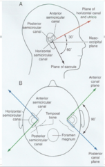 <p>Anterior (superior) and posterior (inferior) SCC are oriented ________________________ to each other.</p>