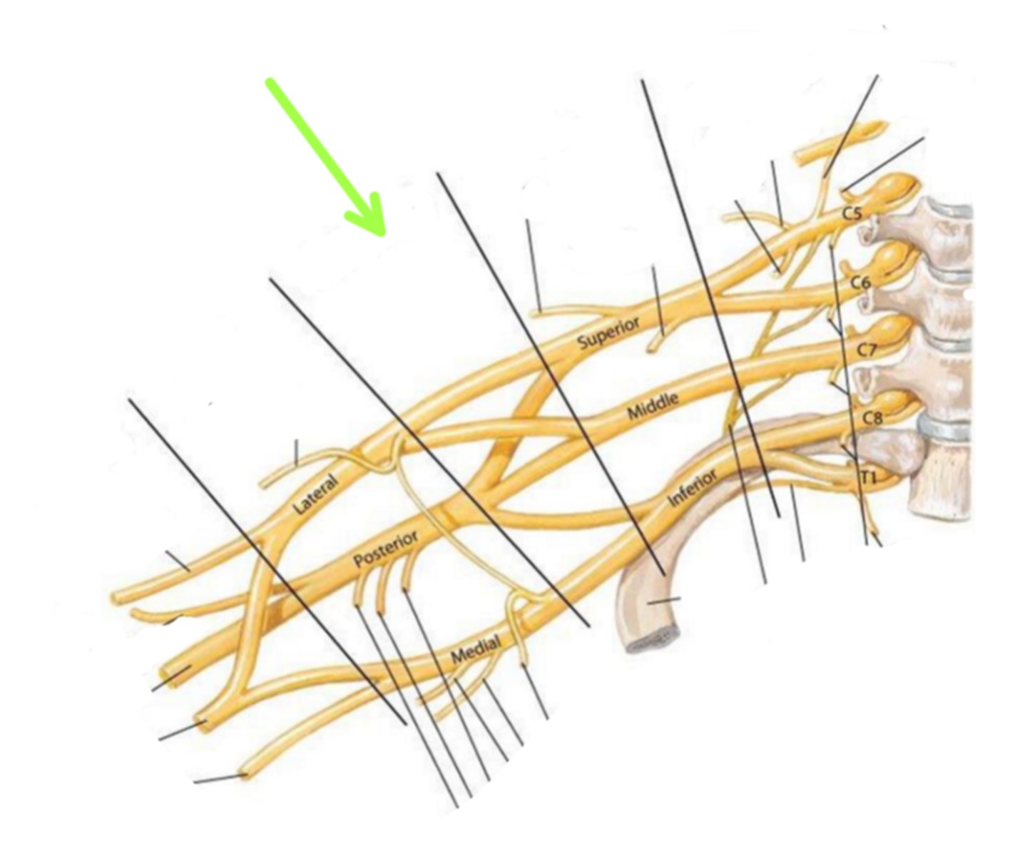 <p>Identify the structure indicated by the arrow</p>