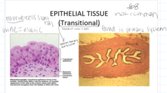 <p>What is a unique feature of transitional epithelial tissue?</p>