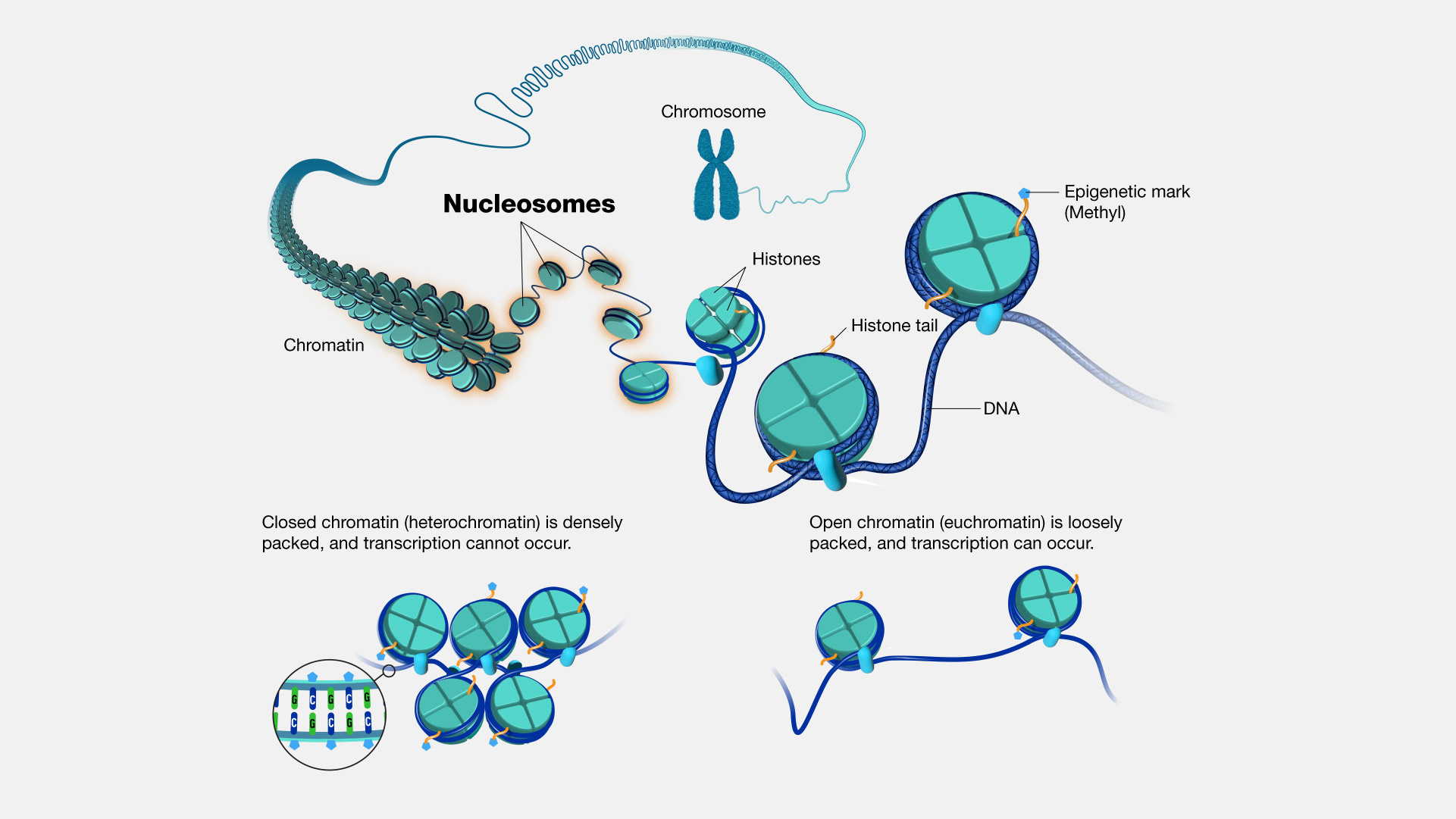 <p>Nucleosome</p>
