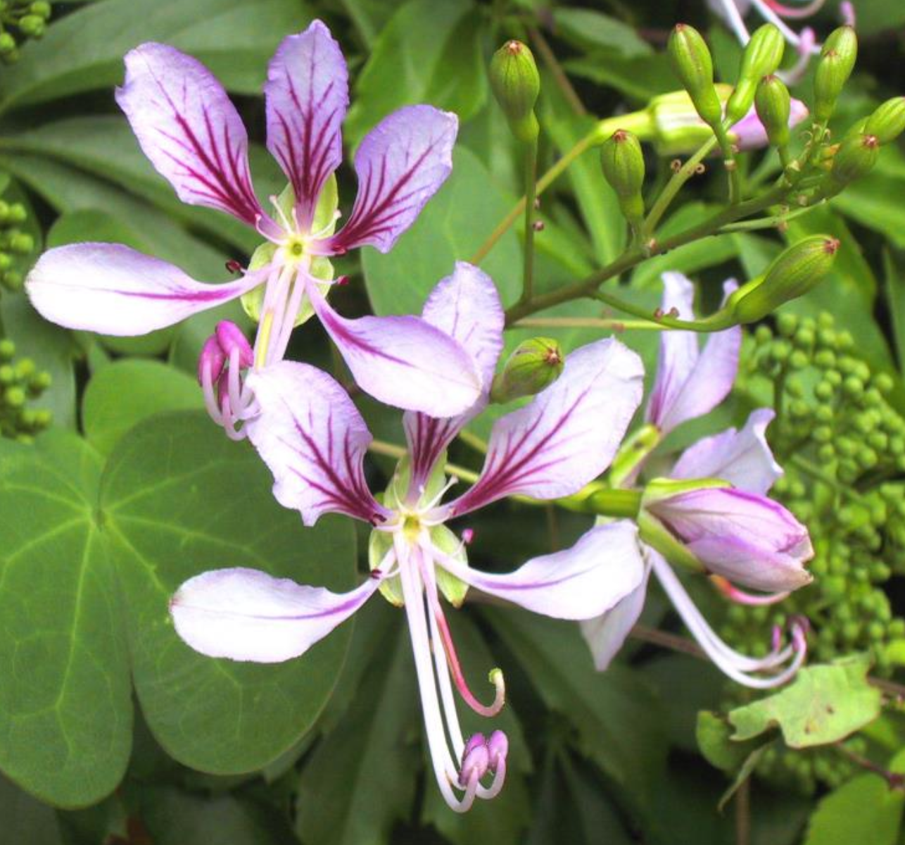 <p>What kind of</p><p class="p1">symmetry do</p><p class="p1">these flowers</p><p class="p1">have?</p>