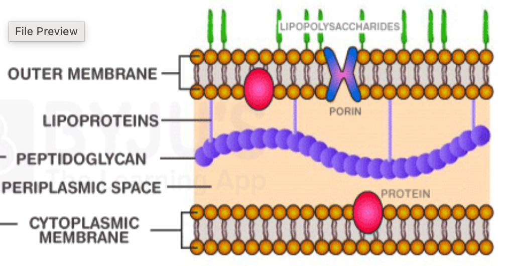 <p>Bacteria with a thin peptidoglycan layer and an outer membrane.</p>