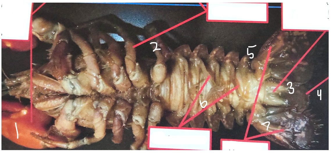 <p>what is point 1 on this crayfish</p>
