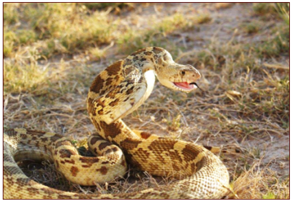 <p>nonvenomous</p>