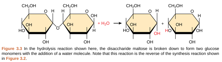 <p>hydrolysis</p>
