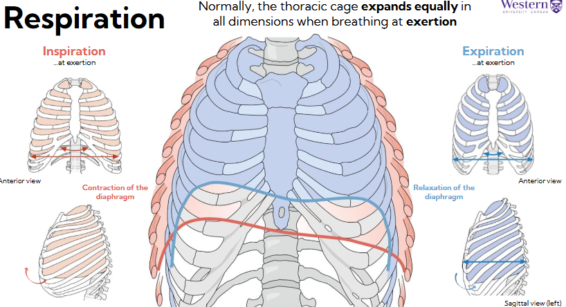 <p>The thoracic cage expands equally in all dimensions when breathing at exertion </p><p></p>
