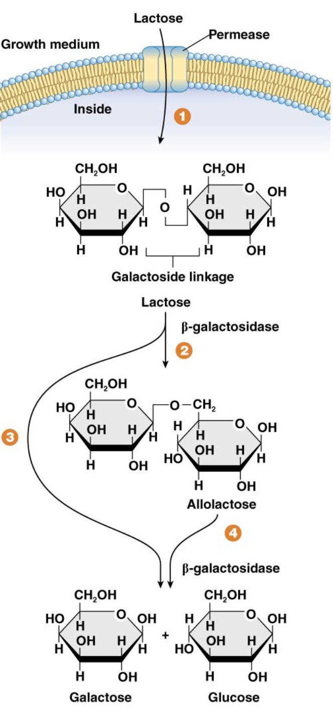 <ol><li><p>Lactose (a disaccharide of glucose and galactose) is transported into the bacterial cell by the enzyme <strong><em>lactose permease</em></strong> (a gated channel in the cell membrane).</p></li><li><p>Inside the cell, <span style="font-family: KaTeX_Main, "Times New Roman", serif; line-height: 1.2; font-size: 1.21em;"><strong><em>β</em></strong></span><strong><em>-galactosidase</em></strong> breaks the <span style="font-family: KaTeX_Main, "Times New Roman", serif; line-height: 1.2; font-size: 1.21em;"><em>β</em></span>-galactoside linkage in lactose.</p></li><li><p>Lactose is primarily broken down into glucose and galactose. Glucose enters glycolysis directly, and galactose is further processed into glucose.</p></li><li><p>A small amount of lactose is converted into <strong><em>allolactose</em> </strong>by <span style="font-family: KaTeX_Main, "Times New Roman", serif; line-height: 1.2; font-size: 1.21em;"><em>β</em></span>-galactosidase; allolactose acts as the inducer for the <em>lac operon</em>.</p></li></ol><p></p>