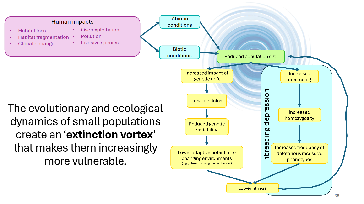<ul><li><p>As a population shrinks, it loses genetic diversity. This makes the group less healthy and less able to adapt to changes, which causes the population to shrink even further</p></li><li><p><strong>Genetic Drift:</strong> In small groups, "bad" genetic traits can become common purely by chance, while helpful traits are lost.</p></li><li><p><strong>Inbreeding:</strong> With fewer mates available, related individuals breed more often. This leads to <strong>inbreeding depression</strong>, resulting in lower fertility and higher infant mortality.</p></li><li><p><strong>Demographic Variation:</strong> In a tiny population, a random event—like a year where only males happen to be born—can be enough to end the entire lineage.</p></li><li><p><strong>Environmental Shocks:</strong> A small group is much more vulnerable to a single "bad day," like a forest fire or a disease outbreak, which a larger population could survive.</p></li><li><p><strong>Consider:</strong> <span>When one species enters an extinction vortex...it can impact others!</span></p></li></ul><p></p>