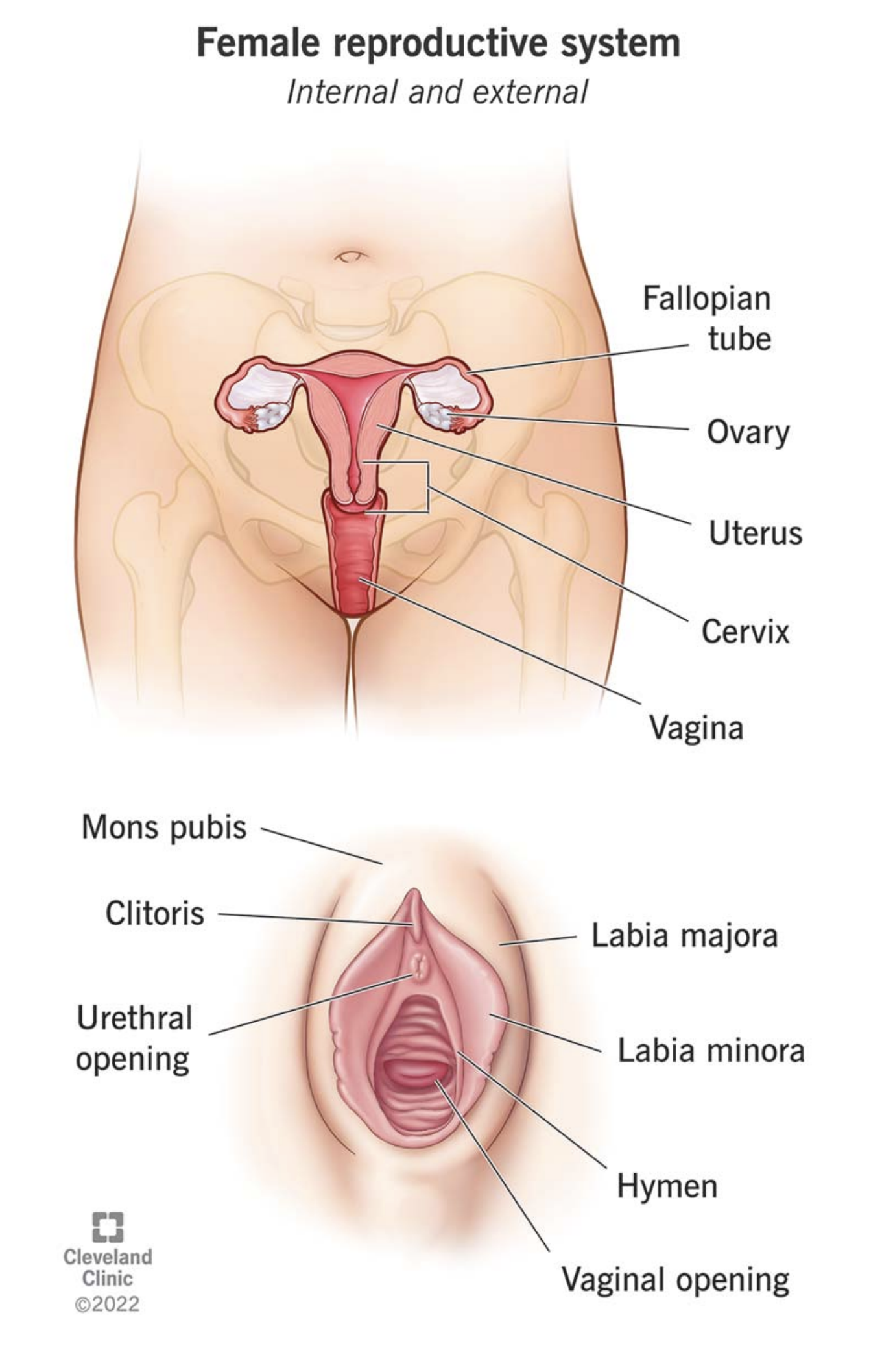<p>What is the uterus?</p>