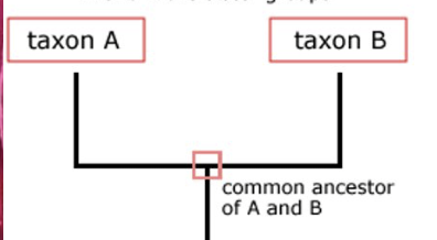 <p>If Taxon B were all other animals, what would <strong>Taxon A </strong>be?</p>