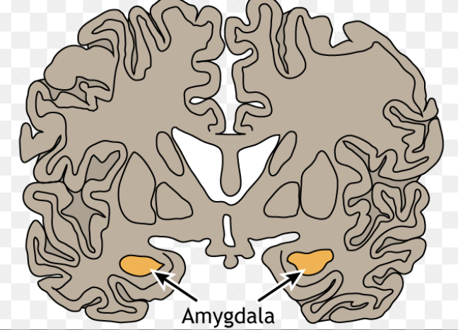 <ul><li><p>two lima-bean-sized neural clusters in limbic system</p></li><li><p>linked to emotion</p></li><li><p>enables aggression + fear</p><ul><li><p>people with amygdala lesions displayed reduced arousal to fear + anger-arousing stimuli</p></li><li><p>animals’ electrically stimulated amygdala illicited fear + anger response</p></li></ul></li></ul><p></p>