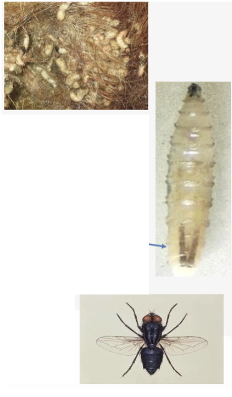 <p>What is the genus of this fly?</p>